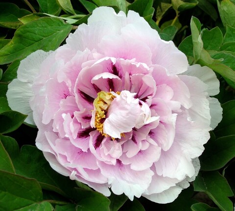 Пион древовидный Сапфир