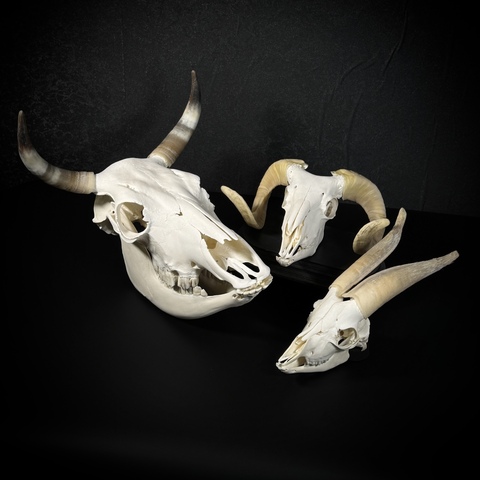 Набор черепов