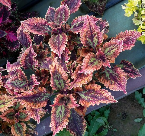 Vsplesk ES колеус КСР