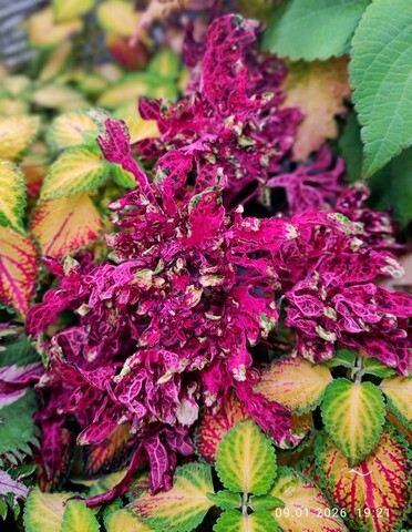 Блекс бисера АГ колеус