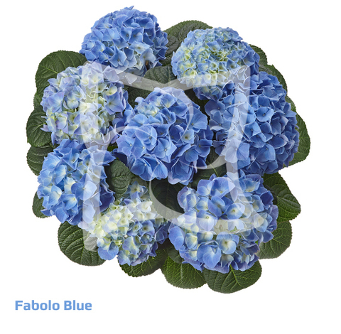 Гортензия крупнолистная (Macrophylla) Fabolo Blue 12 шт.