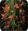 Колумнея, Microphylla