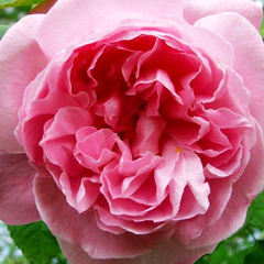 Роза парковая Мэри Роуз 
