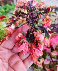 Renaissance Тай колеус КСР