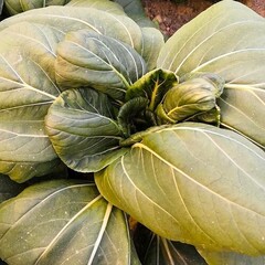 Пак чой БИО / 400 гр