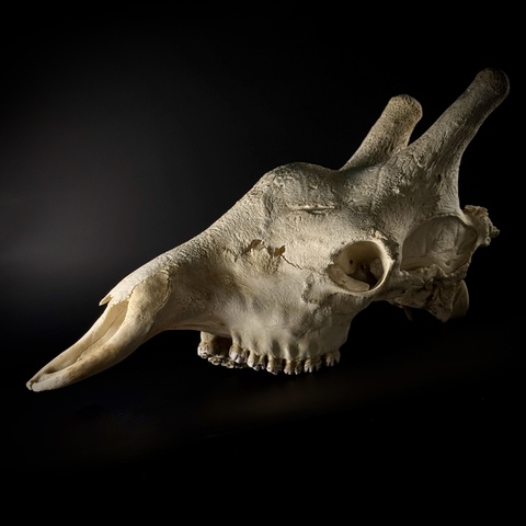 Череп жирафа