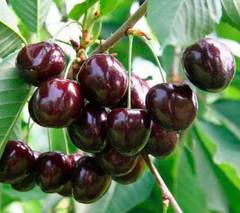 Самоплодные сорта вишни: выбор для Северо-Запада, Урала, Сибири и Ленинградской области | Лучшие самоопыляемые сорта и их описание