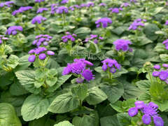 Агератум синий