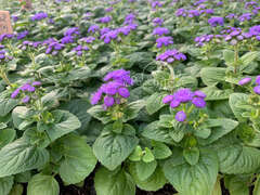 Агератум синий