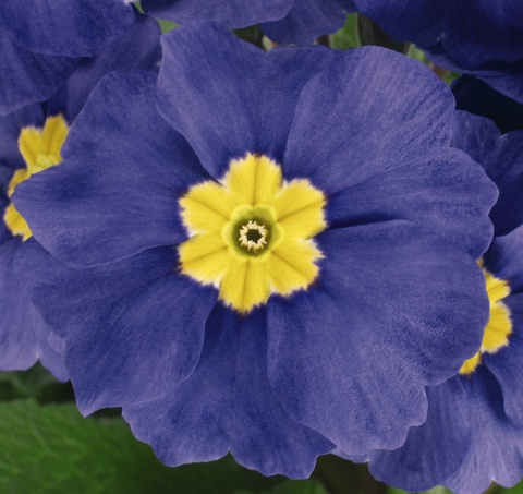 S6402 Примула Crescendo Blue Shades 5шт.
