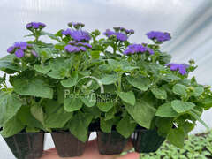 Агератум синий