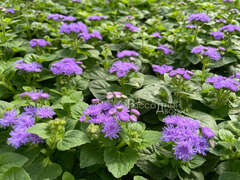 Агератум синий