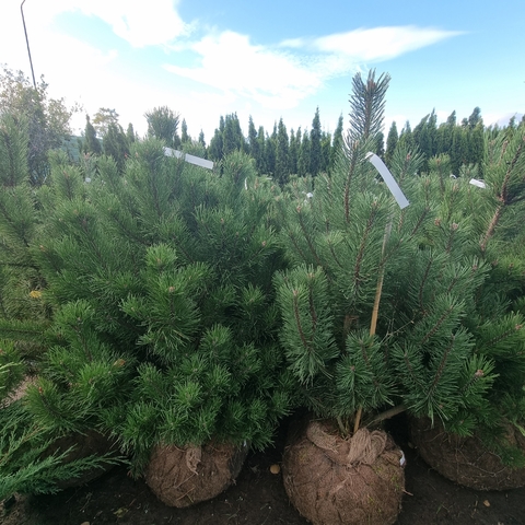 Сосна горная Мугус | Pinus mugo Mughus 100-120 см