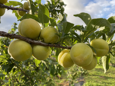 Слива Ваулинская (размер саженца 0,5-0,7 м.)