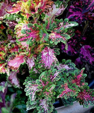 Сен Жермен UO колеус