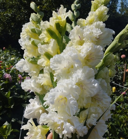 Гладиолус Москва Белокаменная