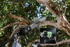 Высоторез/Сучкорез аккумуляторный телескопический Greenworks PS102T, 25 см, бесщеточный, без АКБ и ЗУ (1402407) — фото 8