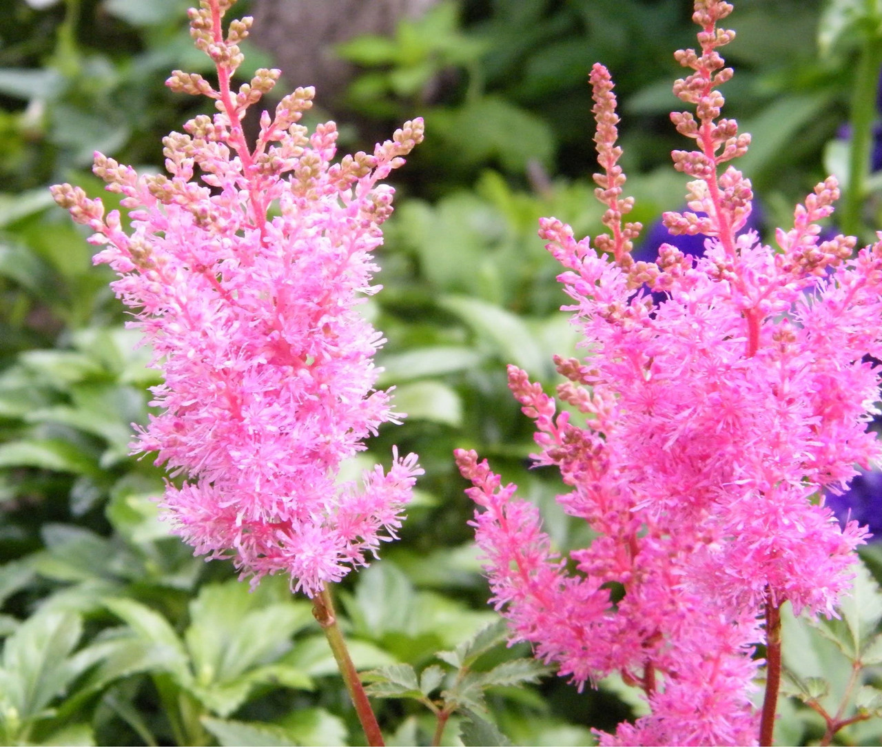 Астильба Давида Astilbe davidii