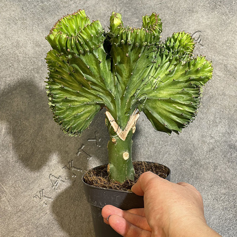 Эуфорбия Лактея Кристата (прививка) d11