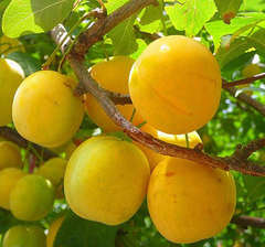 Слива Ваулинская (размер саженца 0,5-0,7 м.)