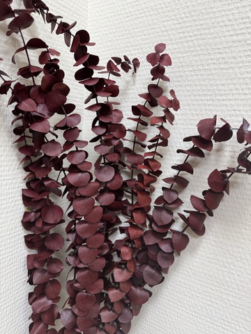 Эвкалипт Бейби блу Насыщенно-Бордовый 70см (10шт в упак.)