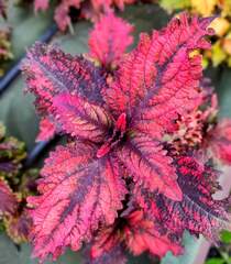 Sea Lily Тай колеус КСР