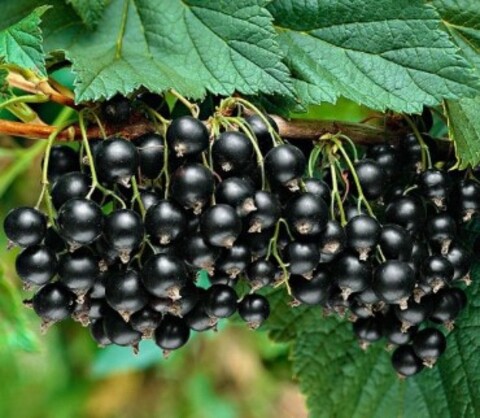 Смородина черная Титания