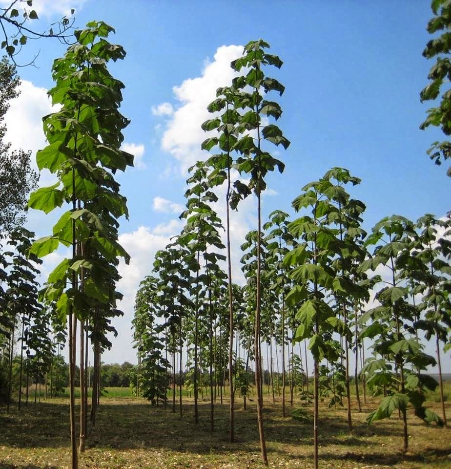 Семена Павловния шантонг Paulownia Shan Tong