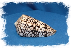 Мраморный конус, 7-10см, 1шт