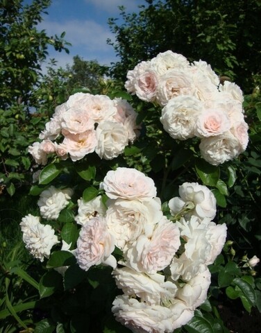 Мисс Диор(Miss Dior)