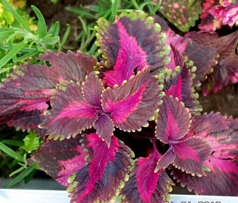 Желанный LO колеус