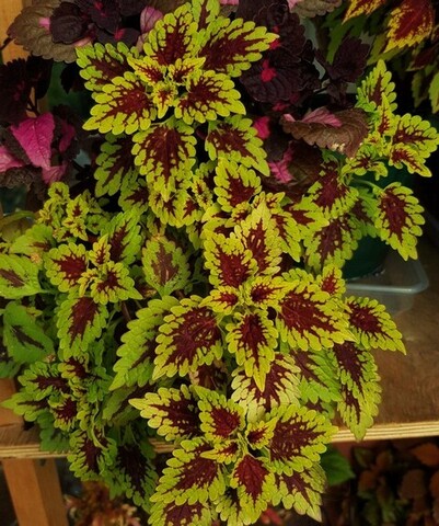 Thriller колеус КСР