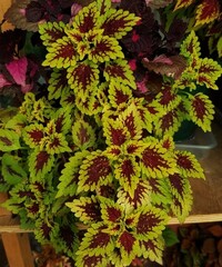 Thriller колеус КСР