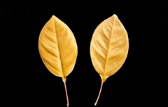 Силиконовый вайнер лист универсальный № 10