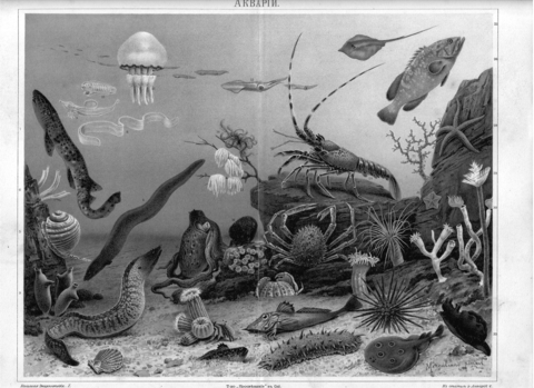 Хромолитография