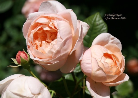 Роза эмбридж роуз фото