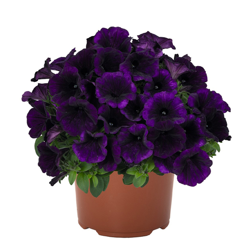 32251 ПЕТУНИЯ POTUNIA PLUS LILAC BLUE