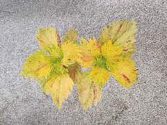 Sunny Bunny Тай колеус КСР