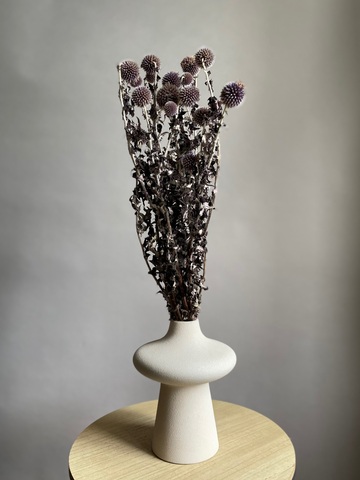 Эхинопс стабилизированный фиолетовый