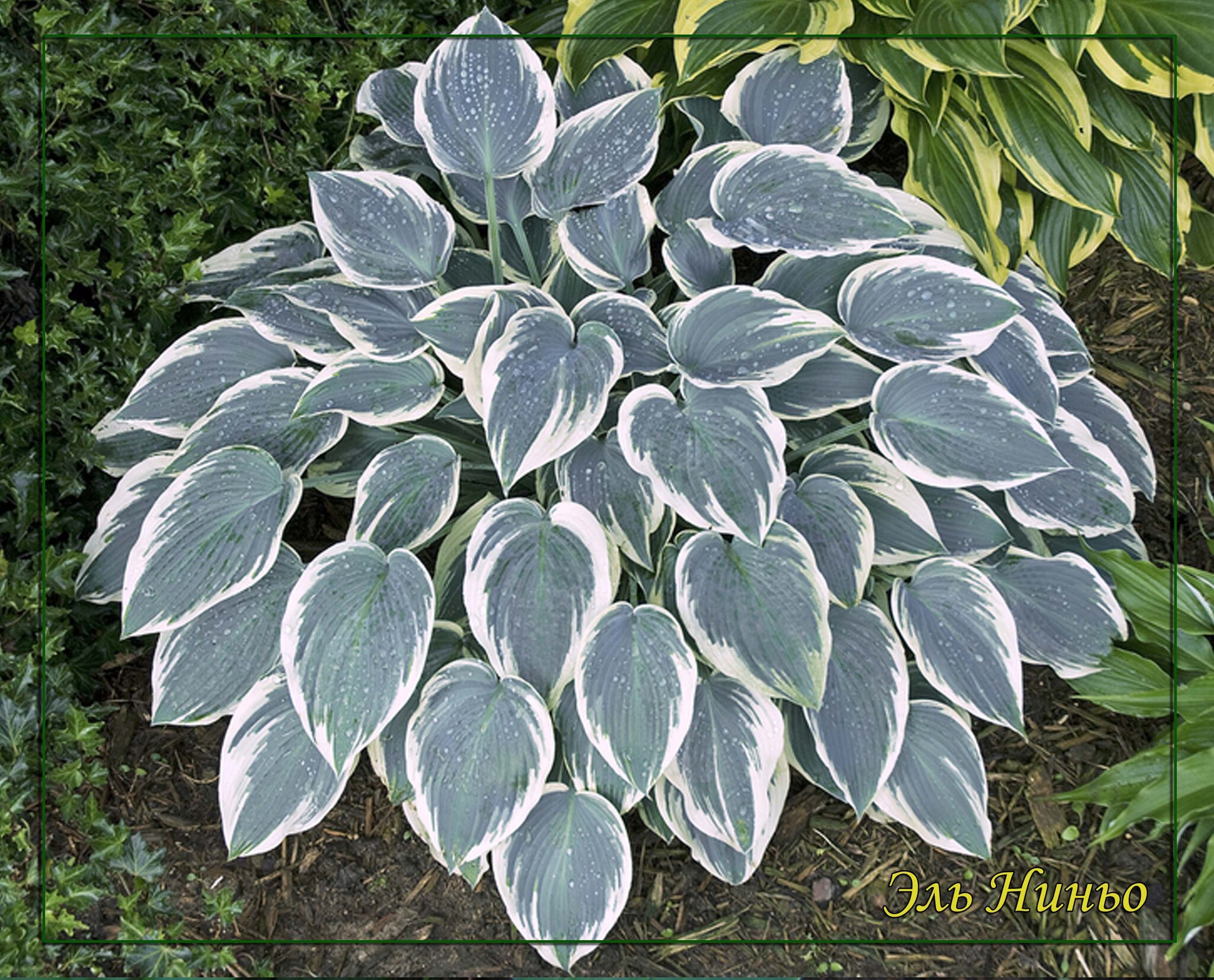 Хоста голден тиара цветет. Хоста сандерболт. Хоста мелколистная. Хоста клаймакс. Ев хост.