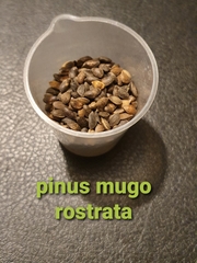 Teofrast Сосна горная рострата Pinus mugo ssp. Rostrata