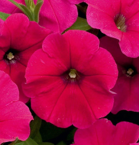 S5739 Петуния ампельная Ramblin' Neon Rose 5шт.
