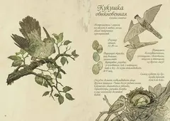 Птицы леса. Артбук