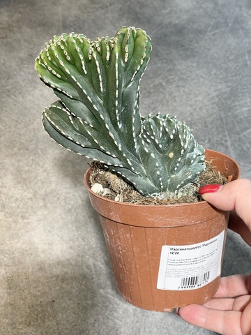 Маргинатоцереус Маргинатус Кристата d12 (2)