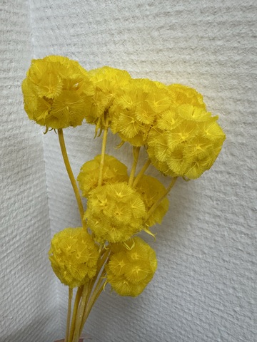 Скабиоза  стабилизированная Солнечная ( 10 шт в упаковке)