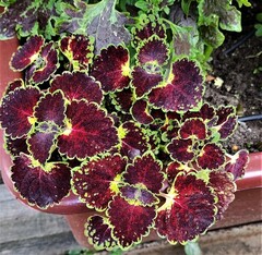 Trailing Burgundy колеус КСР