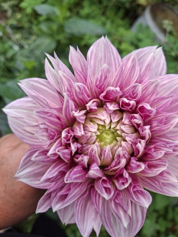 Георгин Лавандео