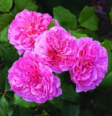 Милева Фрайла (Mileva Frayla)