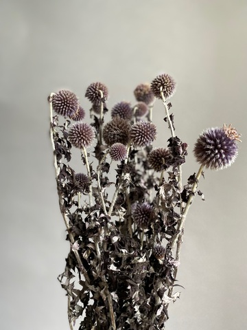 Эхинопс стабилизированный фиолетовый