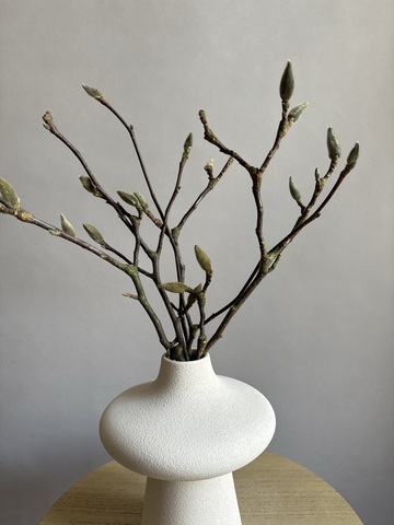 Магнолия ветки Вайт